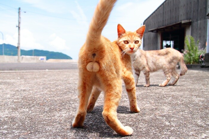 これぞ“神たま”…！ 美猫の瞳にドキッ。“にゃんたま”は永遠に不滅です（芳澤ルミ子）