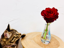 2026年の開運花で「美と愛」が爆上がり！ 花屋イチオシの1本と長持ちの裏ワザ