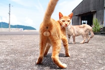 これぞ“神たま”…！ 美猫の瞳にドキッ。“にゃんたま”は永遠に不滅です