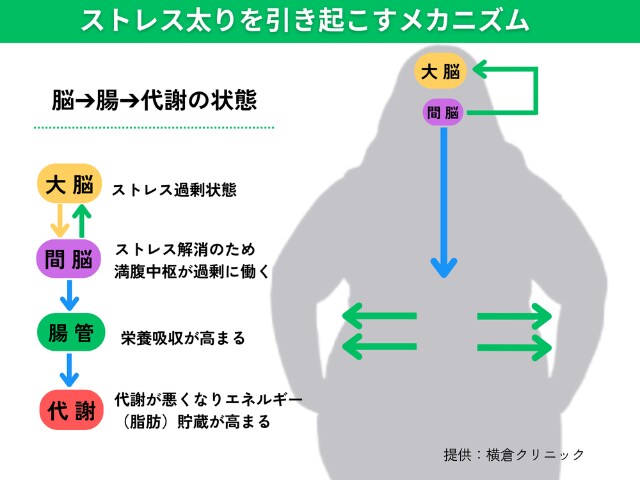 ストレス太りを引き起こすメカニズム