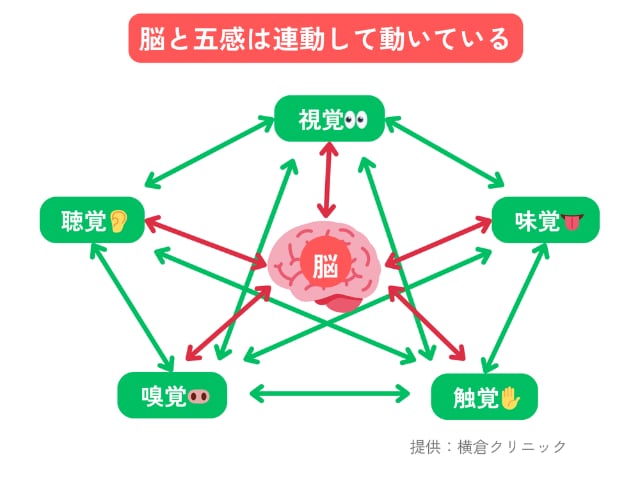 脳と五感は連動している