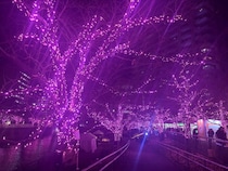 【1/31まで】“冬の桜®”が灯る目黒川が幻想的♡15周年のイルミネーションは必見