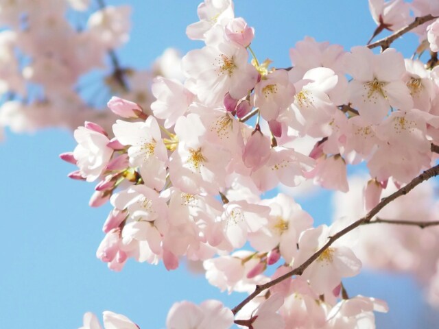 桜