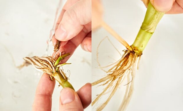 せりの根を洗っている写真