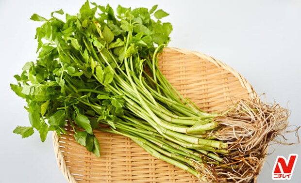 【せりレシピ】鍋やおひたしなどのおすすめの食べ方や下処理を解説