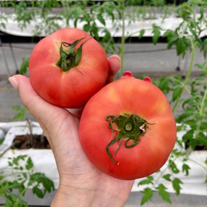 丹那高原トマトの初物トマト