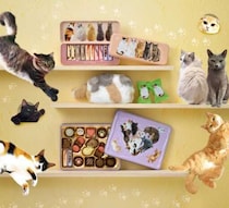 メリーチョコレートの猫シリーズ「ねこみゃみれ」♡2026バレンタインの主役に決定