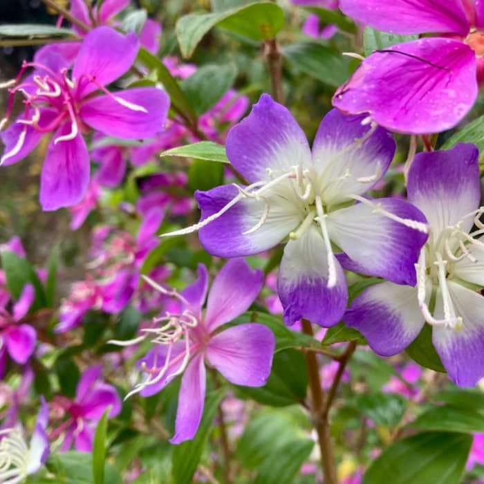 満開のリトルエンジェル