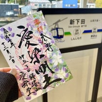 【下田ロープウェイ】寝姿山にて2週間遅れでリトルエンジェルが満開!