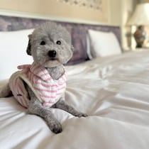 「都ホテル 尼崎」わんちゃんとホテルステイの朝は、朝食ブッフェ