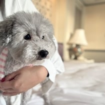 大阪〜神戸からアクセス抜群！「都ホテル 尼崎」わんちゃんとホテルステイ