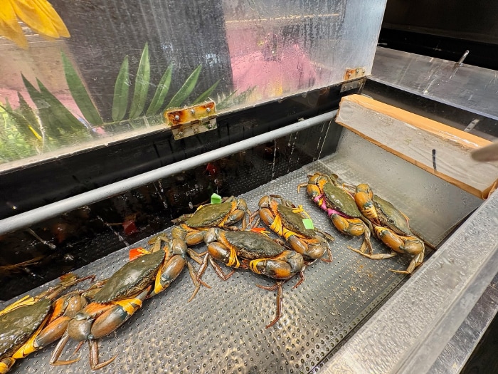 リパブリックの画像２