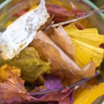 SHIROホワイトティーで感じる森の今♡偶然の素材から生まれた限定ポプリ