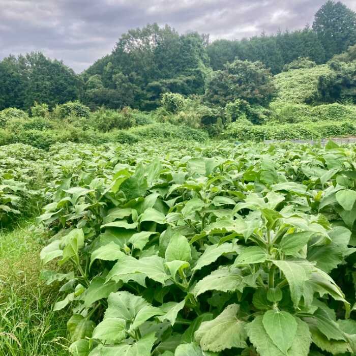 サニープレイスかんなみのヤーコン畑