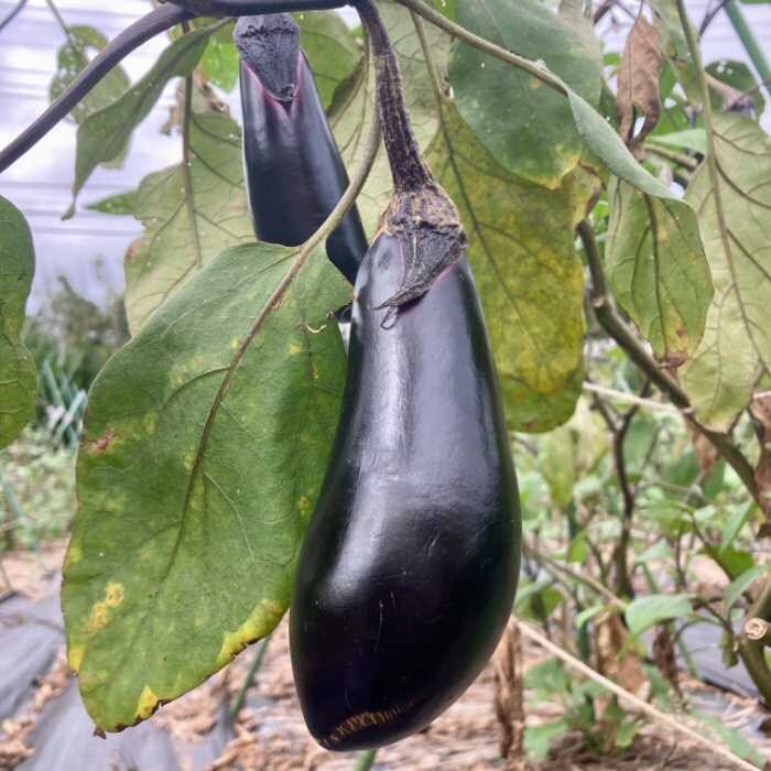 函南めぐり野菜のなす