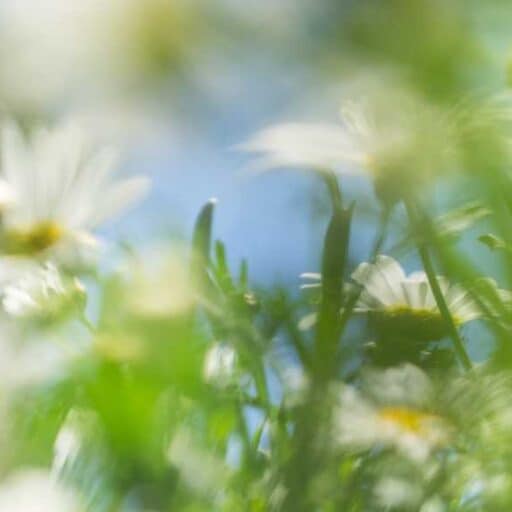 SHIROの春限定フレグランス「ホワイトマーガレット」が登場