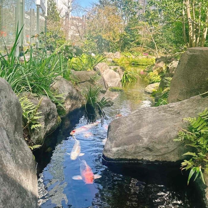 ウェスティン大阪 ストロベリーシュゼット フレンチランチ⑨