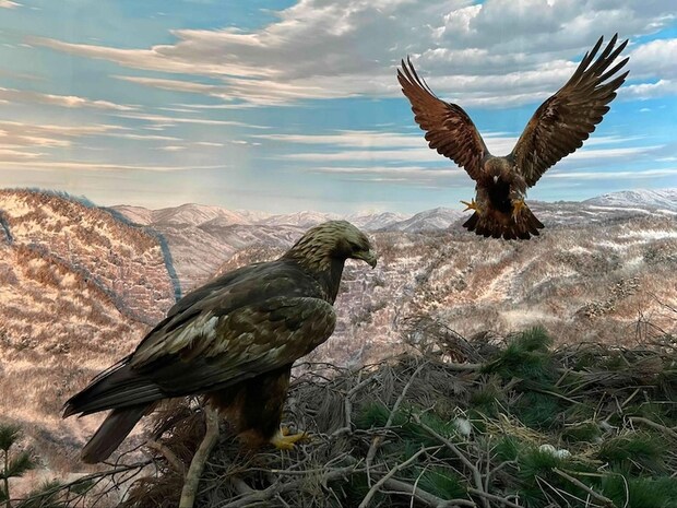 岩手県立博物館