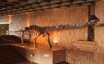 全長22mの恐竜の骨格に圧倒！子どもと行く岩手県立博物館、楽しみ方完全ガイド！