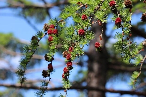 地底の森ミュージアム