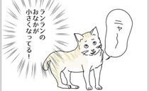 「う、生まれた！？」野良猫から家猫になったランランのおなかが…小さくなっている！＜五十路日和＞