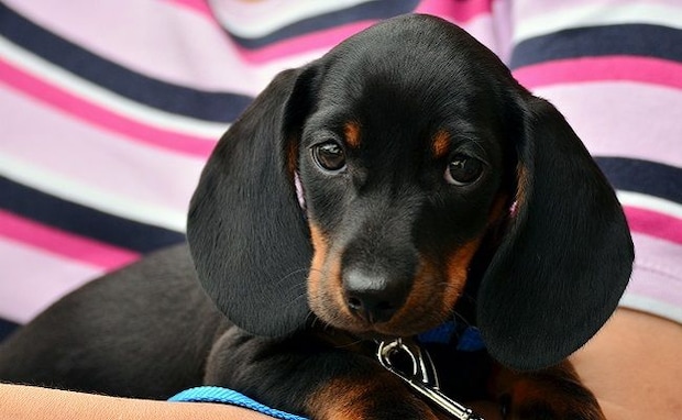 愛犬が、使用済みナプキンを食べてしまった！？慌てて動物病院へ。背筋が凍った出来事に…反省