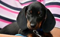 愛犬が、使用済みナプキンを食べてしまった！？慌てて動物病院へ。背筋が凍った出来事に…反省