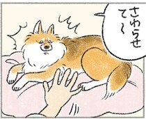 愛犬がソファに座る「真の目的」。飼い主夫婦の間に陣取り...それか！／犬を揉む
