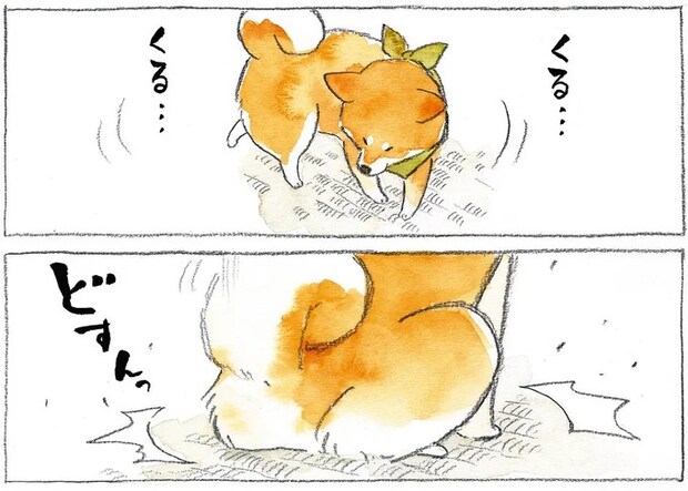 のっそり部屋に入ってきた柴犬。くるくるどすんっ...そのまま固まった愛犬に「飼い主が一言」／柴犬ぽんちゃん