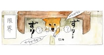 雷嫌いの柴犬がゴロゴロバリバリにもう限界。息絶え絶えにとった「まさかの行動」／柴犬ぽんちゃん