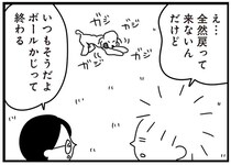 普段は臆病な愛犬のトイプー。木やボールをかじるのを邪魔をされると...ぎゃー!!／おはよう、サンテ