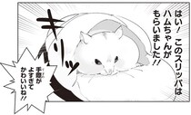 ガリっとした後にスッ。足元で起きたハムスターのスリッパ強奪事件／はむはむづくし2