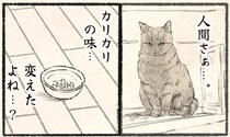 「これ、違うよねぇ？」フードが変わった時の猫。誇り高い猫の反応は／今日もネコ様の圧が強い