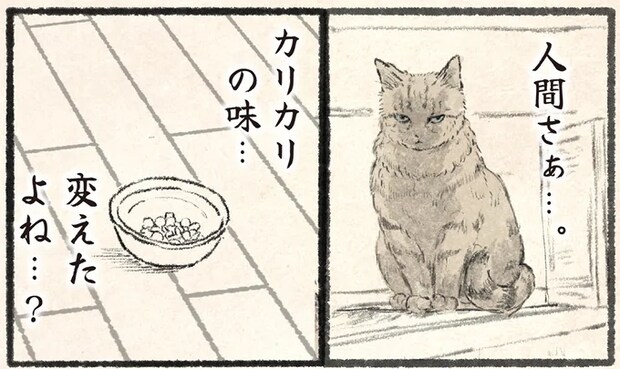 「これ、違うよねぇ?」フードが変わった時の猫。誇り高い猫の反応は/今日もネコ様の圧が強い