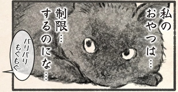 「クロネコ様、お太りになったから今日からおやつなし」と飼い主。猫の「ごもっともな主張」／今日もネコ様の圧が強い