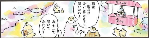 ペットロスで寝込む飼い主。天国から会いに行った老猫が「伝えたかったこと」/天国での暮らしはどうですか