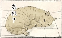 「今日おやつ食べてなくね？」訴える猫と飼い主の言い分／今日もネコ様の圧が強い