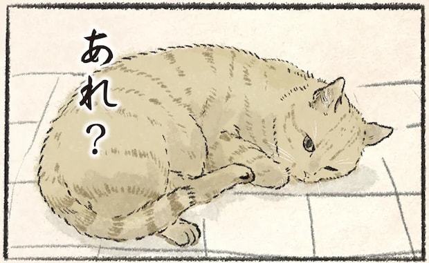 「今日おやつ食べてなくね?」訴える猫と飼い主の言い分/今日もネコ様の圧が強い