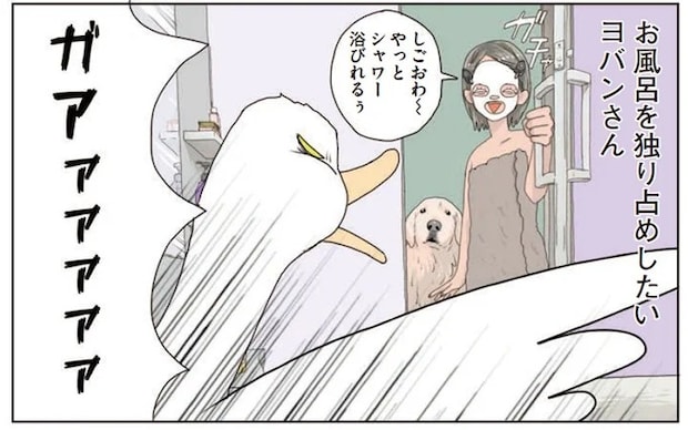 アヒルに占拠された我が家のお風呂。でも無理やり入ってみると？／エースくんとヨバンさん
