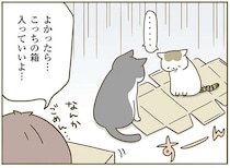 「なんかごめん」猫たちがガッカリした段ボール。便利なんだけど...／うちの猫がまた変なことしてる。