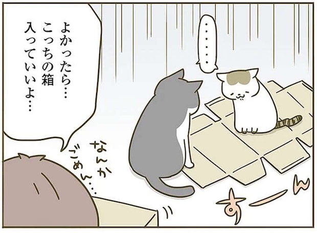 「なんかごめん」猫たちがガッカリした段ボール。便利なんだけど...／うちの猫がまた変なことしてる。