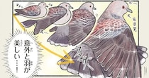 よーく見てみると美しい。意外にきれいな翼をもつキジバト／意外と知らない鳥の生活