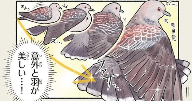 よーく見てみると美しい。意外にきれいな翼をもつキジバト／意外と知らない鳥の生活
