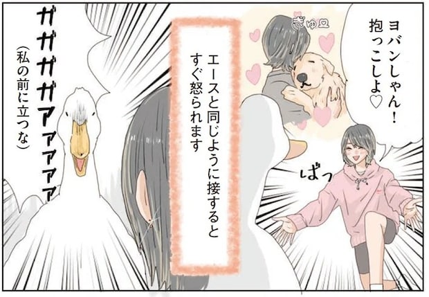 尊重するって大切。アヒルと暮らす愛犬から教わったこと/エースくんとヨバンさん