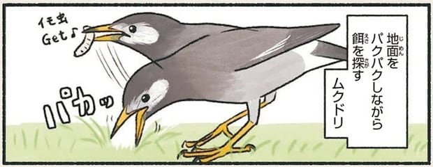 口をパカパカしてエサ探し。ムクドリのくちばしの秘密／意外と知らない鳥の生活