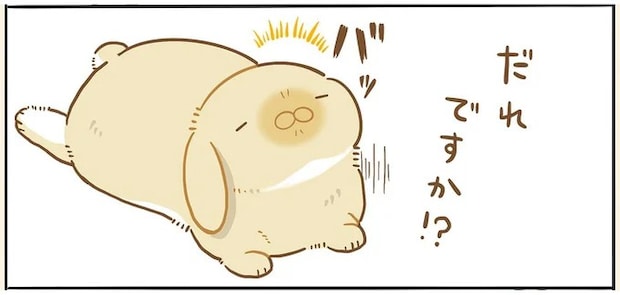 警戒心が強い...はず。パートナーが見たうさぎが無防備すぎた/うちのうさぎは今日ものんびり