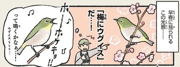 ホーホケキョとは鳴きません。誤解されやすいウグイス色の鳥／意外と知らない鳥の生活