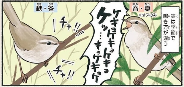 「ほーほけっ?ほーほきょぴ?」ウグイスのあの鳴き声は練習必須⁉/意外と知らない鳥の生活