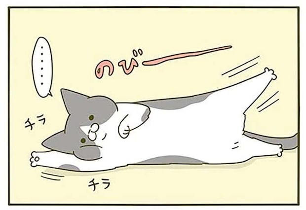 猫は「無言でもうるさい」。のびー、ぎゅりんっ...チラッ／うちの猫がまた変なことしてる。3