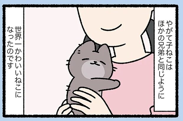 『みにくいアヒルの子なねこ』落ちこぼれねこが世界一かわいくなれたワケ／みっけ！ねこむかしばなし